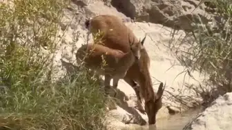 Doğanın gizli sakinleri objektiflere yakalandı: Sürü halinde görüntülendiler