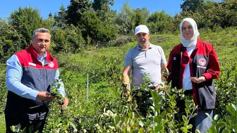 Düzce'nin bereketli topraklarında yeni bir umut: Aronya ile katma değerli üretim dönemi