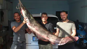 Kızılırmak'ta devasa sürpriz: Oltaya takılan 45 kiloluk dev balıkçıları terletti