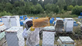 Nalburluktan arıcılık imparatorluğuna: 3 kovanla başlayan serüven 400 kovana koşuyor