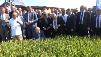 Bafra Ovası'nda tarihi an: Türkiye'nin ilk çeltik ağası belli oldu
