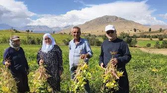 Tufanbeyli'nin beyaz altını tarlada değerini buldu: Coğrafi işaretli lezzette hasat heyecanı