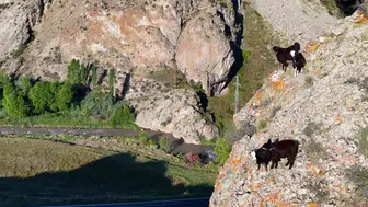 Erzurum'un Tekno Çobanı: Sarp Kayalardaki Keçileri Drone ile Yönetiyor