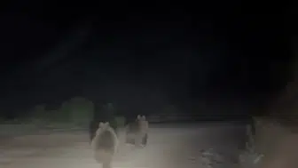 Sakarya'da gece yolculuğu: Otomobilin önünde koşan beklenmedik misafirler