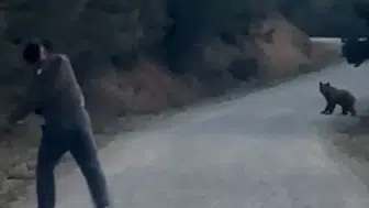 Bolu ormanlarında korku dolu anlar: Ayıyı taşlayarak uzaklaştırdılar