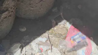 Bitlis'in kıyısında şaşırtan doğa olayı: Yılanların gizemli dansı kamerada