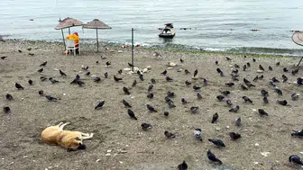 Avcılar sahilinde yaz bitti: İnsanlar çekildi, meydan martılara ve güvercinlere kaldı