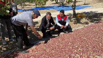 Denizli'nin bereketli topraklarında Antep fıstığı bereketi: Üreticinin emeği kazanca dönüştü