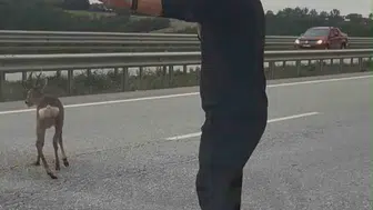 Samsun-Ankara yolunda yürek ısıtan anlar: Yaralı geyiği ölüme terk etmediler