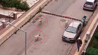 Samsun Atakum'da sokaklar tekinsizleşti: Sürü halindeki köpekler korku saçıyor