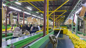 Hatay'ın limon ihracatında titiz denetim mesaisi: Pestisit engeline geçit yok