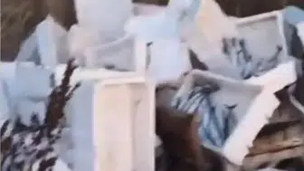 Arnavutköy'de vicdansızlık kamerada: Çayırlığa boşalttığı tonlarca bozuk balık başına dert oldu
