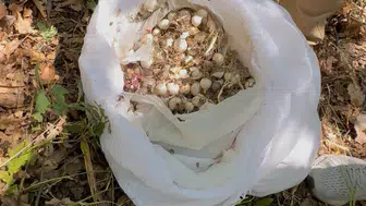 Tunceli'nin endemik hazinesine dokunmanın bedeli ağır oldu: 3 kişiye milyonluk fatura