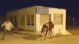 Enez sokaklarında nefes kesen kovalamaca: Mezbahaya gitmemek için trafiği birbirine kattı