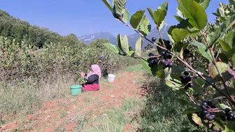 Amanosların yükseklerinde altın değerinde hasat: Çiftçinin beş yıllık sabrı meyvesini verdi