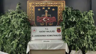 Samandağ'da gökyüzünden gelen takip: Kenevir tarlaları dronla deşifre edildi
