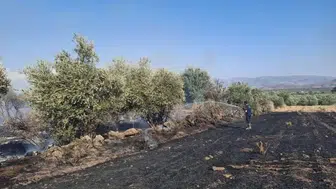 Hatay'da korkutan alevler: Zeytinlikler küle dönmekten son anda kurtarıldı