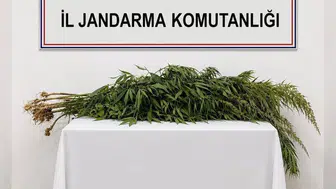 Boztepe'de jandarma baskını: Evlerinin bahçesini uyuşturucu tarlasına çevirmişler