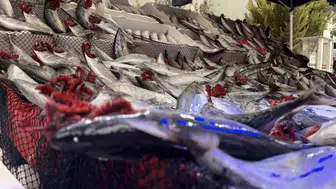 Kırmızı etin yanına yaklaşılmıyor: Kırklareli'nde balıkçıdan çarpıcı fiyat kıyaslaması