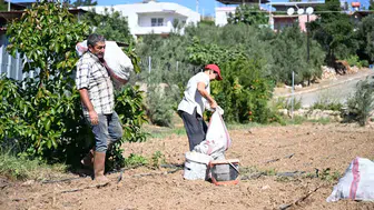 Mersinli çiftçiye enginar bereketi: 10 bin yumru toprakla buluştu