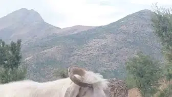 Sosyal medyanın fenomen çobanı bu kez keçisine yenildi: Canlı yayında beklenmedik müdahale
