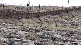 Divriği'de sıra dışı misafirler: Cam seyir terasının doğal sakinleri görüntülendi
