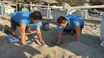 Bodrum sahillerinde mucizevi anlar: 62 minik yaşam mavi sularla buluştu