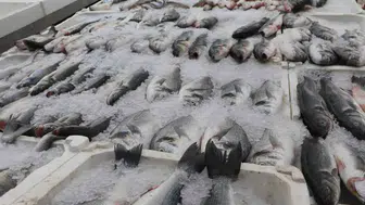 Adana'da termometreler yükselince balık tezgahları sessizliğe büründü