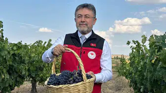 Bağlarda yüz güldüren hasat: Türkiye üzüm üretiminde dev rakamlara ulaşıyor