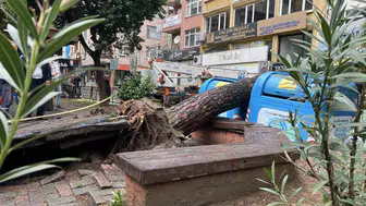 İzmit'te sabah saatlerinde büyük tehlike: Parktaki ağaç sokağa devrildi