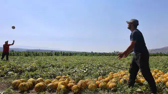 Hatay tarlalarında kavun mesaisi: Üretici 10 liraya satıyor, raflarda fiyat katlanıyor