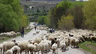 Munzur Dağları'nda beş aylık zorlu mesai bitti: Göçerlerin büyük dönüş yolculuğu başladı
