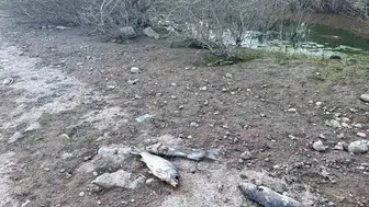 Ayvacık Barajı'nda alarm: Kıyılara vuran dev balıklar endişe yarattı