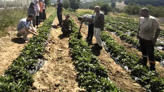 Kocaeli'de toprak bereketleniyor: Kadınların ve gençlerin kurduğu kooperatif tarımda devrim yaratıyor