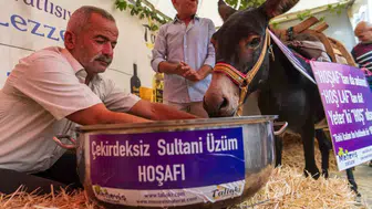 Yüzyıllık önyargı Manisa'da yıkıldı: Hoşnut isimli eşek hoşafın tadına baktı