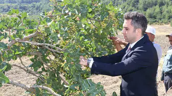 Manisa'nın bereketli topraklarında yeşil altın mesaisi: Selendi'de hasat vakti