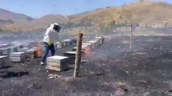 Adıyaman'da alevler yaylaya sıçradı: 200 kovan küle döndü