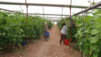 Kahramanmaraş'ta kornişon bereketi: Tarladan sofraya uzanan zorlu yolculuk