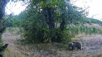 Kastamonu ormanlarının gizli sakinleri objektiflere yakalandı