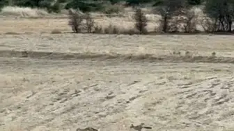 Batman'ın kırsalında beklenmedik misafirler: Sabahın sessizliğini oyunlarıyla bozdular