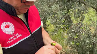Burhaniye'de zeytin hasadı öncesi kritik alarm: Ekipler sahada teyakkuzda
