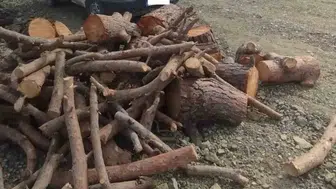 Pazarcık ormanlarında suçüstü: Kaçak kesime ağır darbe