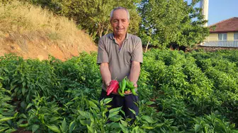 Yarım asırlık gelenek: Beyağaç'ın acı biberi sofralara lezzet, üreticisine kazanç taşıyor