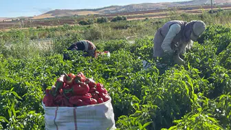 Şanlıurfa'nın kırmızı altını damlarda hayat buluyor: İsot mesaisi başladı