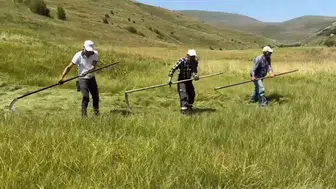 Ardahan'da yağmur bereketi yerini telaşa bıraktı: Çiftçiler imece usulüyle zamana karşı yarışıyor