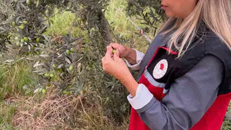 Burhaniye'de zeytin hasadı öncesi kritik alarm: Ekipler sahaya indi