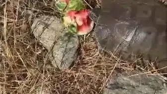 Doğada imkansızlıklar içinde gelen şefkat: Susuz kalan kaplumbağaya karpuzlu çözüm