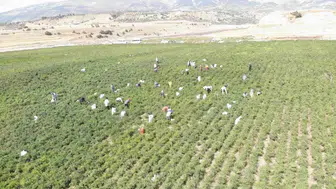 Tarladan sofraya uzanan acı lezzet serüveni: Maraş biberinde hasat bereketi