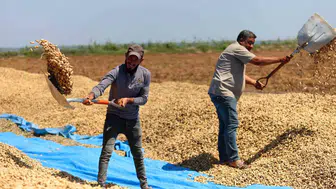 Adana tarlalarında altın sezon: Yer fıstığında dev rekolte beklentisi