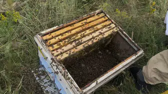 Çalılıkları istila eden binlerce arı: Uzmanından ustalık dolu müdahale